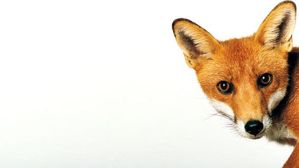 Why Do the British Love Wildlife?