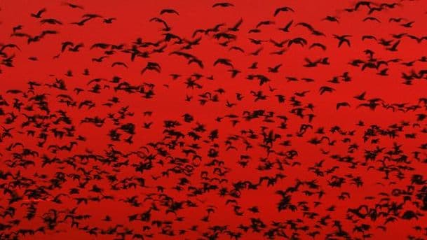 Daphne Du Maurier - The Birds