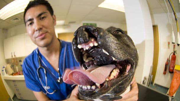 Bizarre Animal ER